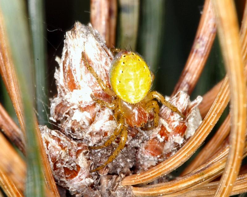 Araniella_cucurbitina_D2993_Z_88_NP De Hoge Veluwe_Nederland.jpg